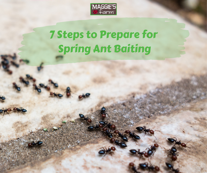 7 Steps to Prepare for Spring Ant Baiting