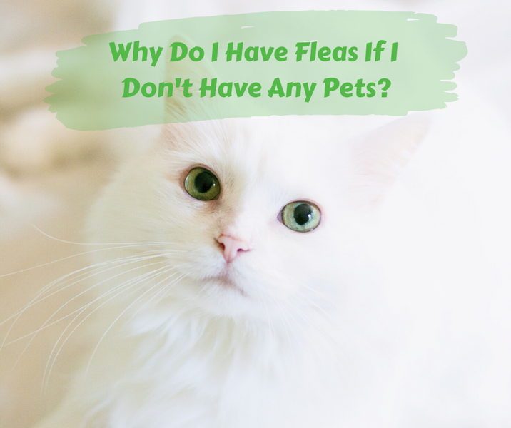 I Don't Have Pets, But I Have Fleas
