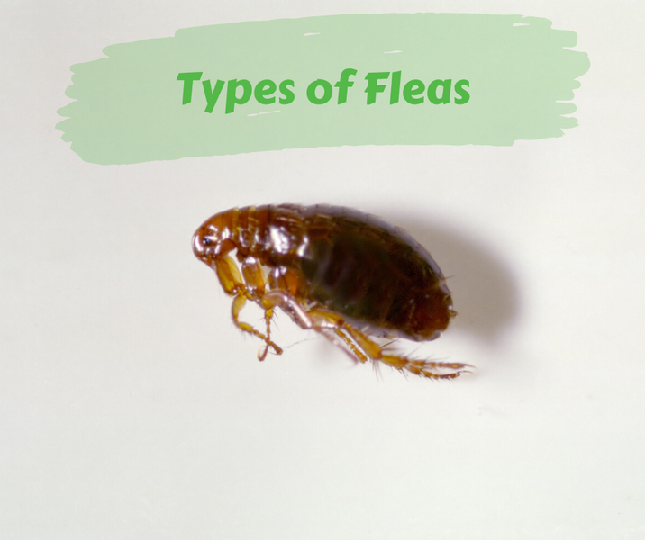 Types of Fleas
