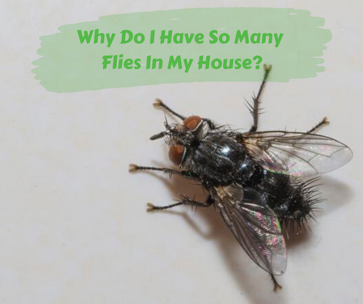 Why Do I Have So Many Flies In My House?