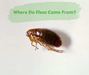 Where Do Fleas Come From? Close up of flea on white background.