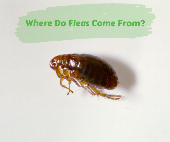 Where Do Fleas Come From?