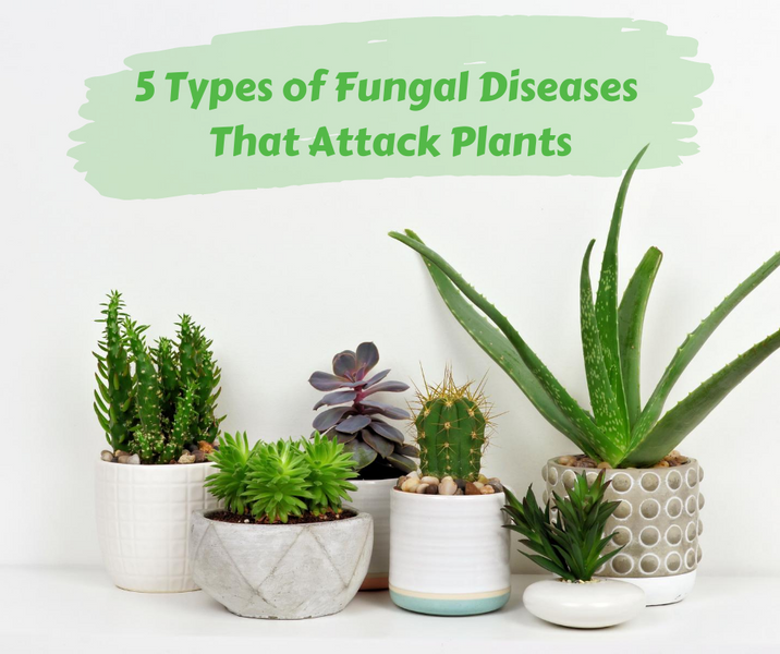 5 Types of Fungal Diseases That Attack Plants