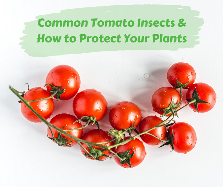 Common Tomato Insects and How to Protect Your Plants