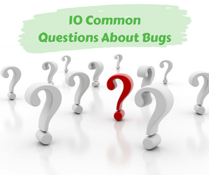 10 Common Questions About Bugs