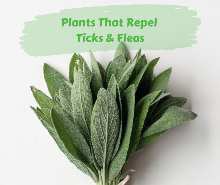 Plants That Repel Ticks and Fleas