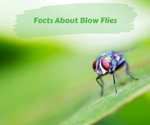 Facts About Blow Flies. Blow fly on plant.