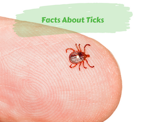 Facts About Ticks. Lone star tick on finger. White background.