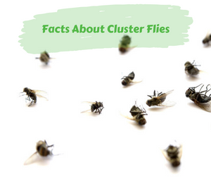 Facts About Cluster Flies. Several flies alive and dead on white background.