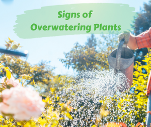 Signs of Overwatering Plants