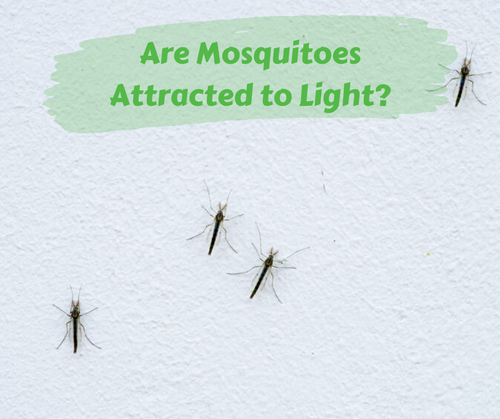 Are Mosquitoes Attracted to Light Maggie s Farm Ltd