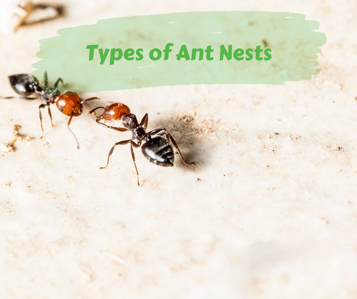 Types of Ant Nests