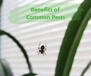 Benefits of Common Pests