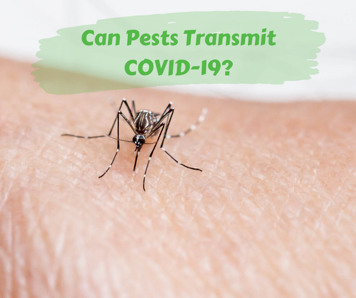 Can Pests Transmit COVID-19?
