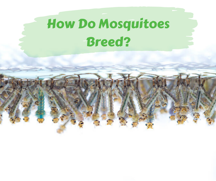 How Do Mosquitoes Breed?