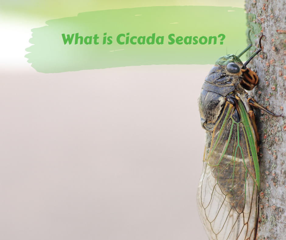 What is Cicada Season? Maggie's Farm Ltd