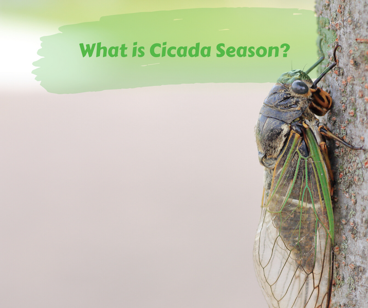 What is Cicada Season?