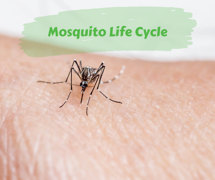 Mosquito Life Cycle