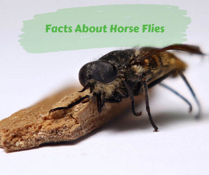 Facts About Horse Flies
