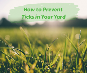 How to Prevent Ticks in Your Yard. Close up of grass with blurred grassy background.