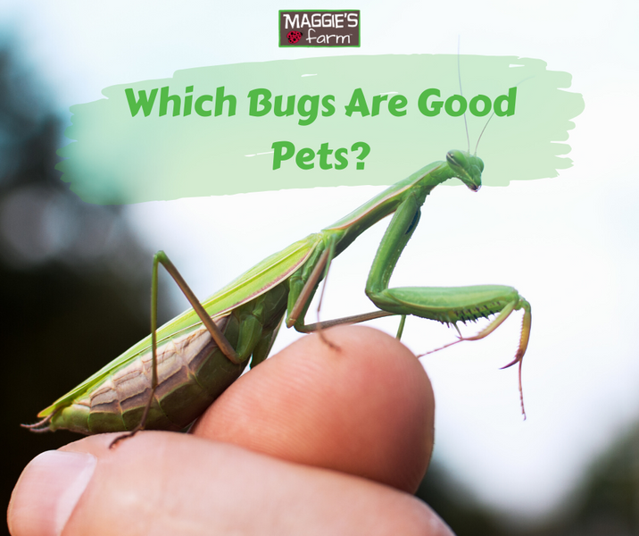 10 Bugs That Make Great Pets