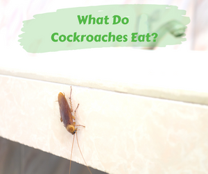 What Do Cockroaches Eat? Cockroach on countertop near sink in bathroom.