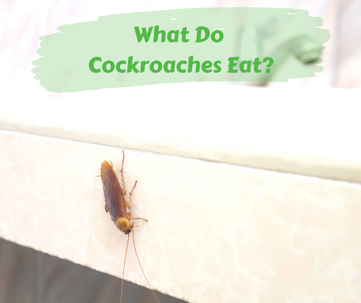 What Do Cockroaches Eat?
