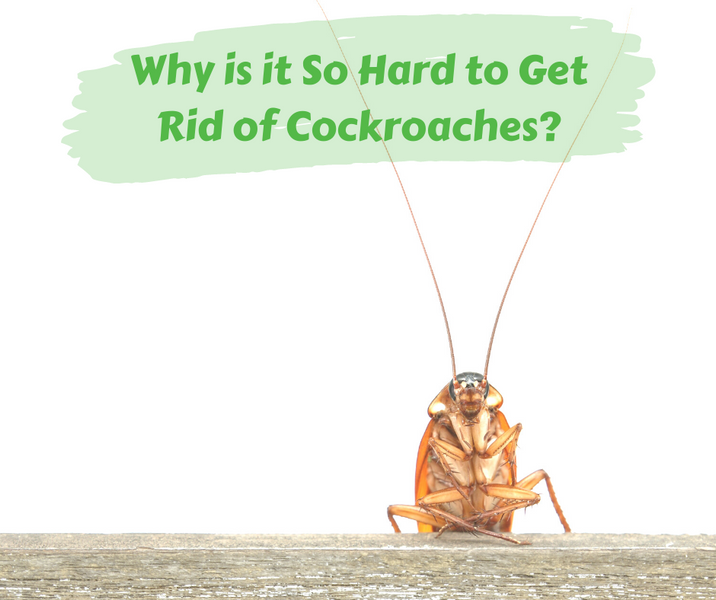 Why is it So Hard to Get Rid of Cockroaches?