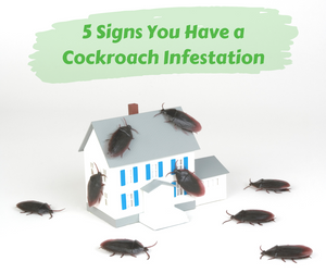 5 Signs You Have a Cockroach Infestation. Graphic of cockroaches crawling on white and gray house.