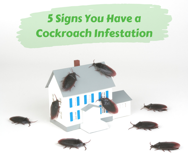 5 Signs You Have a Cockroach Infestation