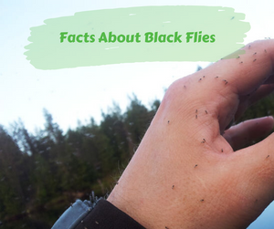 Facts About Black Flies. Black flies on someone's hand. Trees in background.