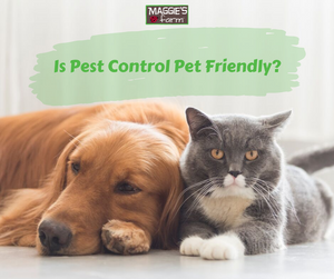 Is Pest Control Pet Friendly?