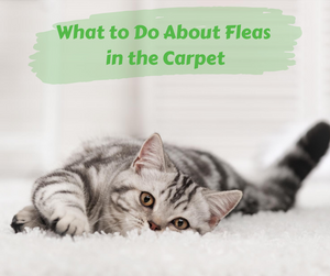 Where Do Fleas Hide?