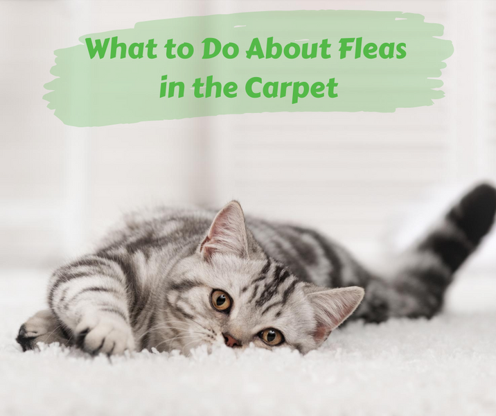 Where Do Fleas Hide?