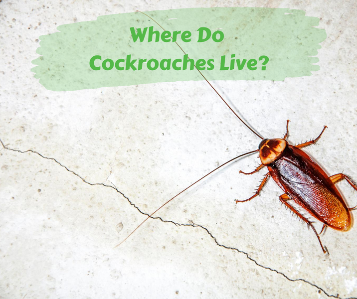 Where Do Cockroaches Live?
