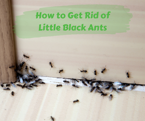 How to Get Rid of Little Black Ants. Little black ants crawling inside from a gap under a door. 