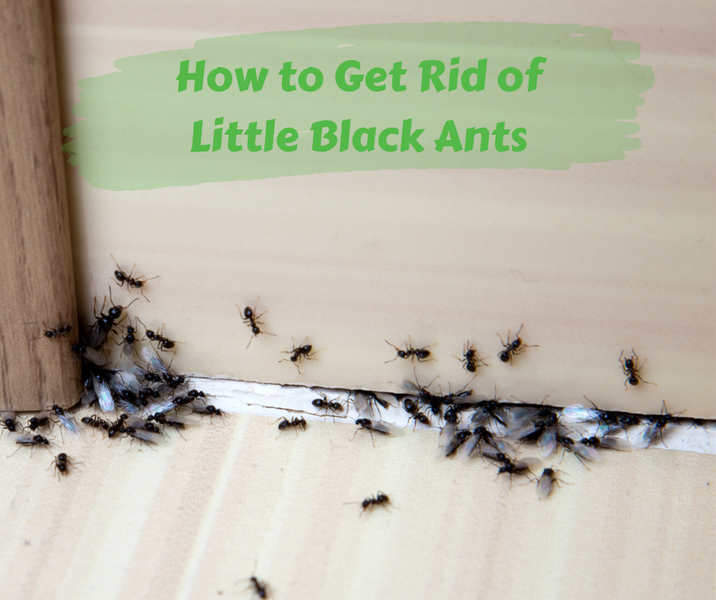 How to Get Rid of Little Black Ants