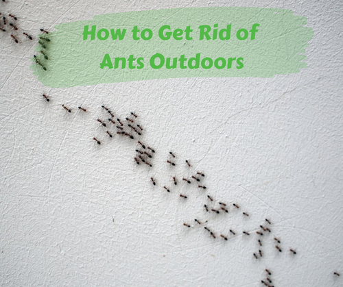What kills sales ants outside