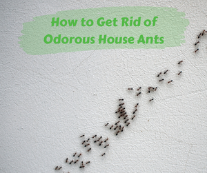 How to Get Rid of Odorous House Ants. Trail of ants crawling on white wall.