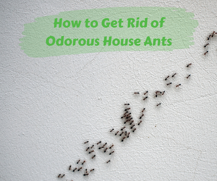 How to Get Rid of Odorous House Ants