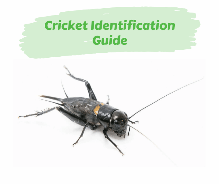 Cricket Identification Guide
