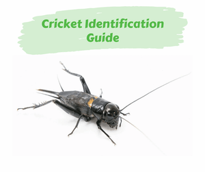 Cricket Identification Guide. Field cricket on white background.