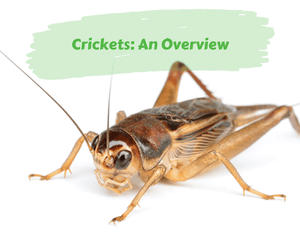 Crickets: An Overview. Close up of cricket on white background.