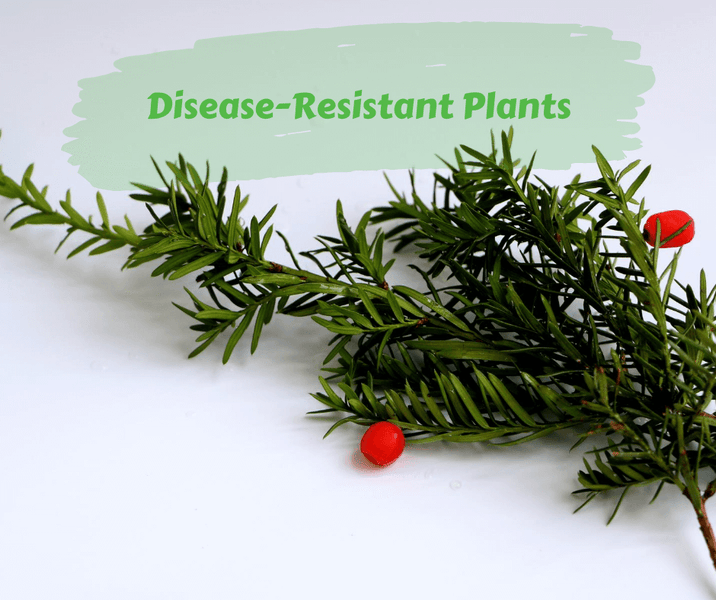 Disease-Resistant Plants