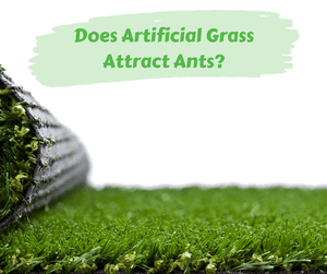 Does Artificial Grass Attract Ants? Artificial grass with white background.