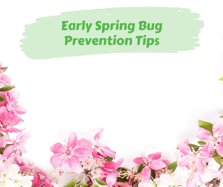 Early Spring Bug Prevention Tips