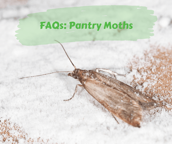 FAQs: Pantry Moths