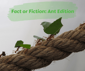 Fact or Fiction: Ant Edition