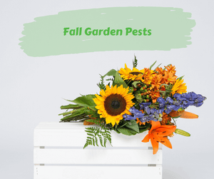 Fall Garden Pests. White wooden crate with flowers in it on gray background.
