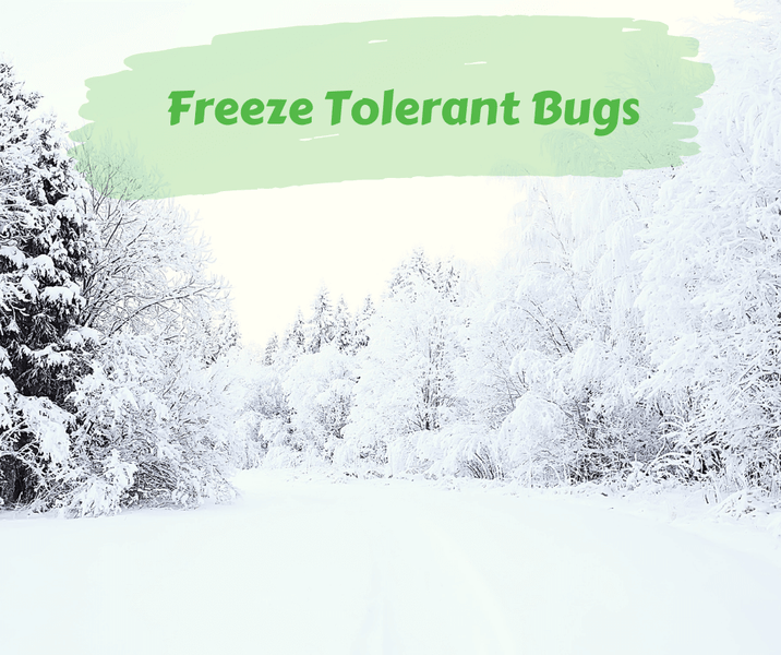 Freeze Tolerant Bugs